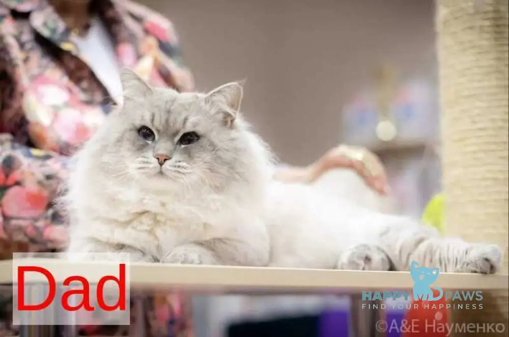 Eva Siberian female black tabby pointed live animals