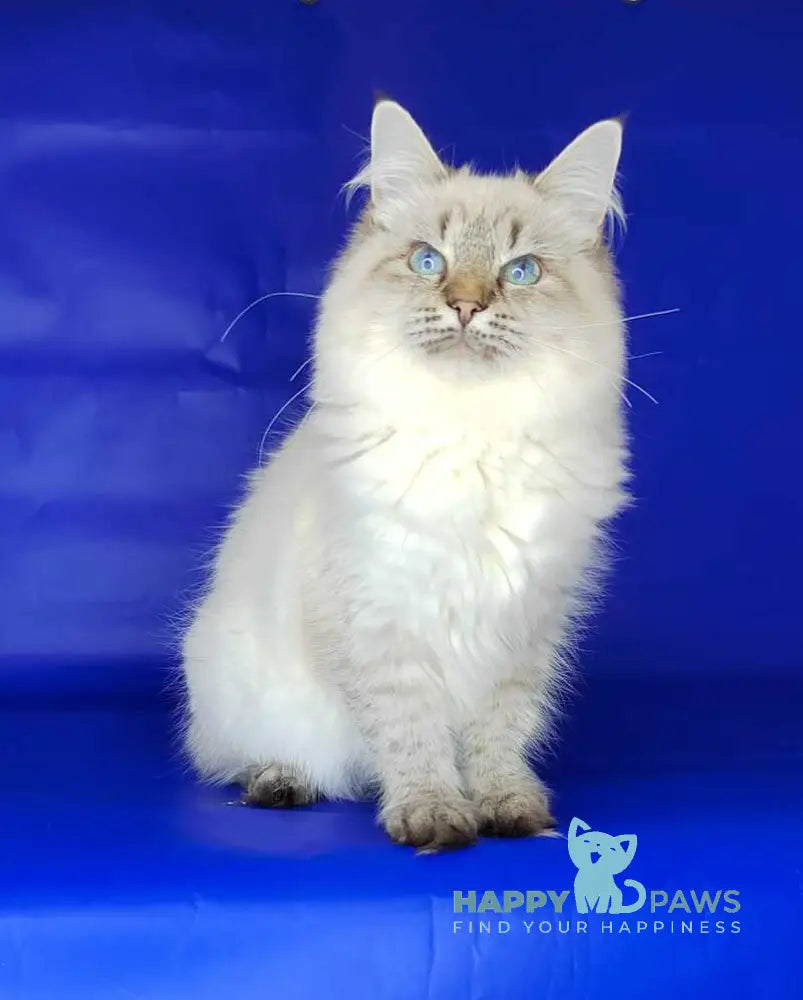 Eva Siberian female black tabby pointed live animals