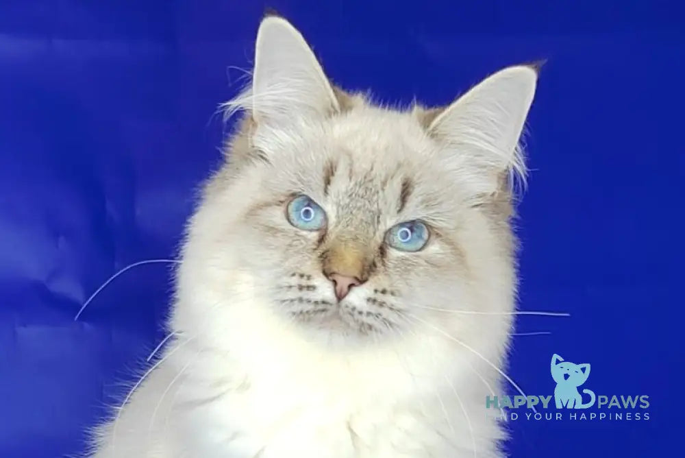 Eva Siberian female black tabby pointed live animals