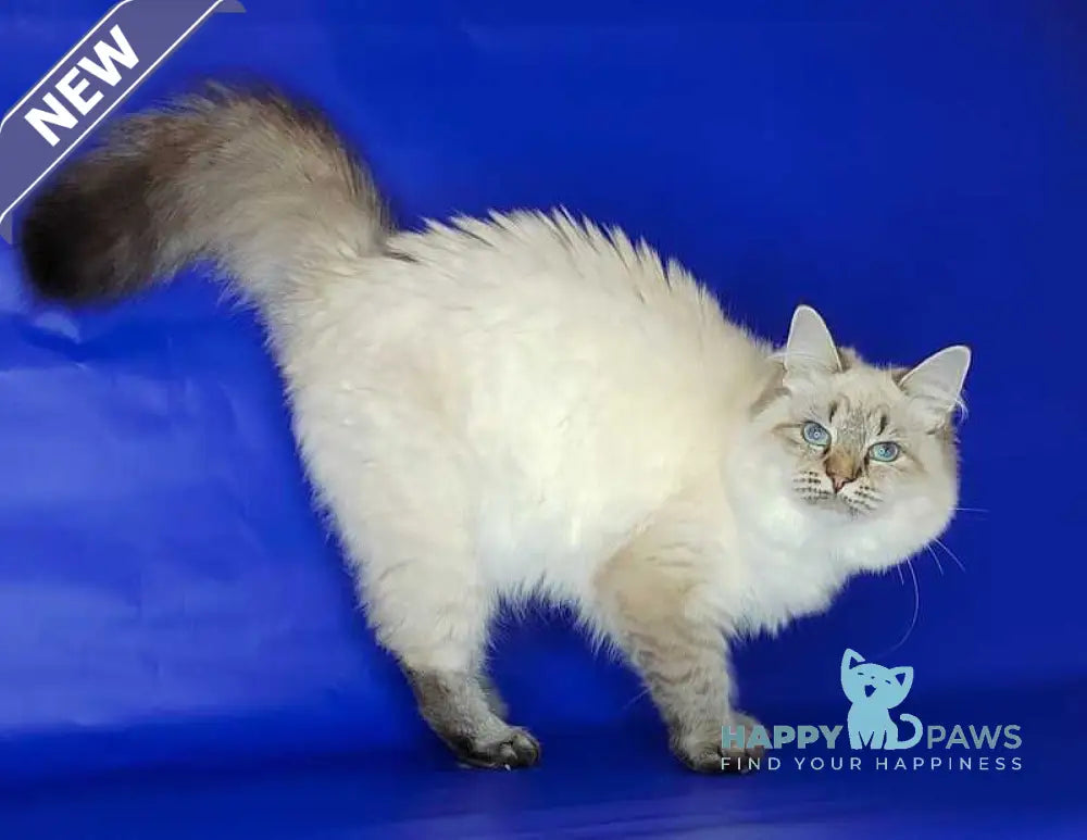 Eva Siberian female black tabby pointed live animals