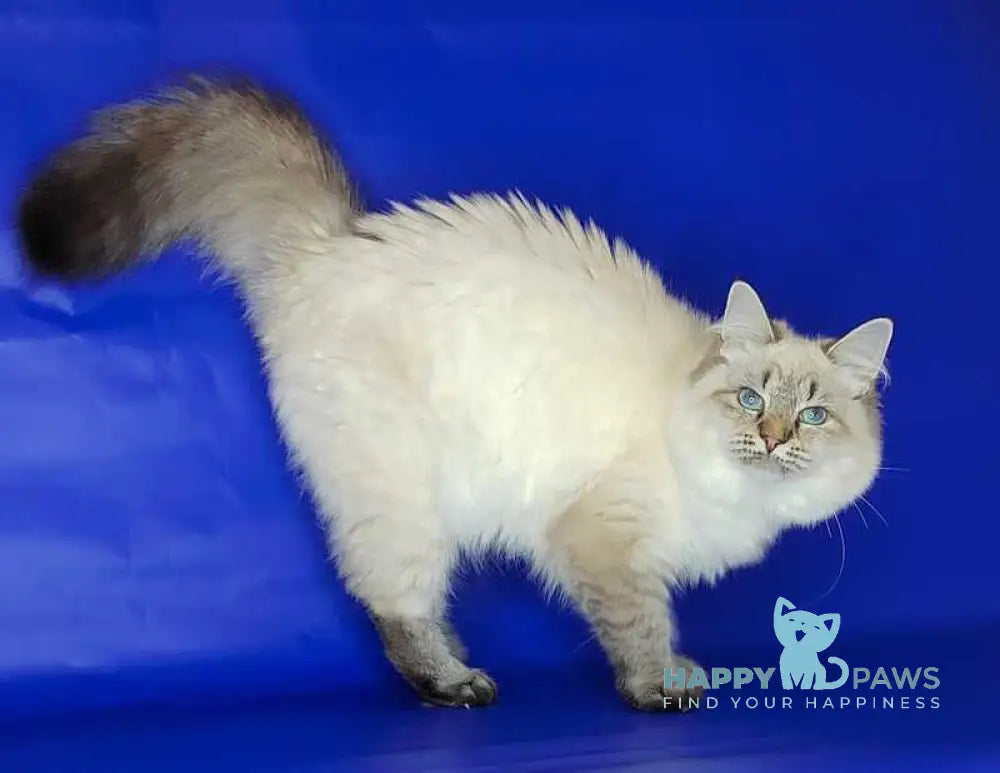 Eva Siberian female black tabby pointed live animals