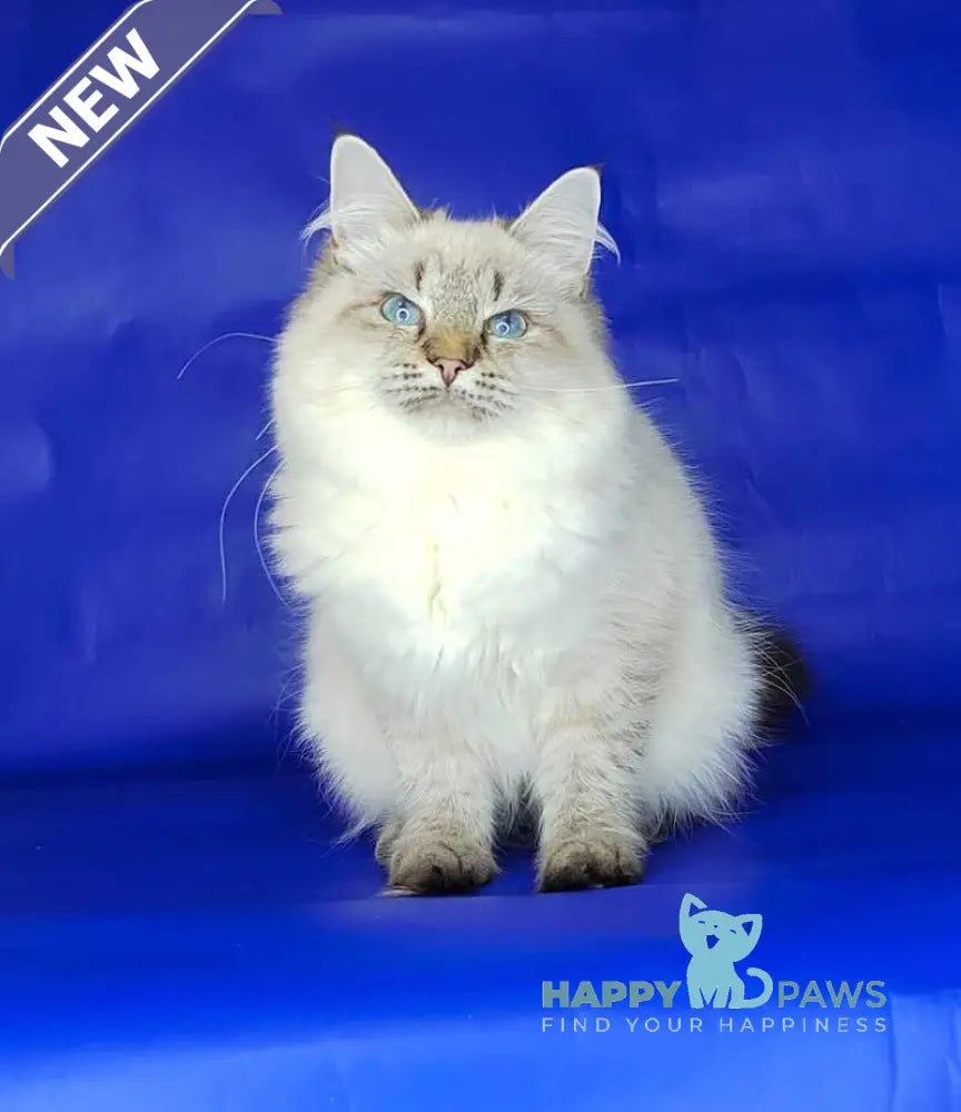 Eva Siberian female black tabby pointed live animals