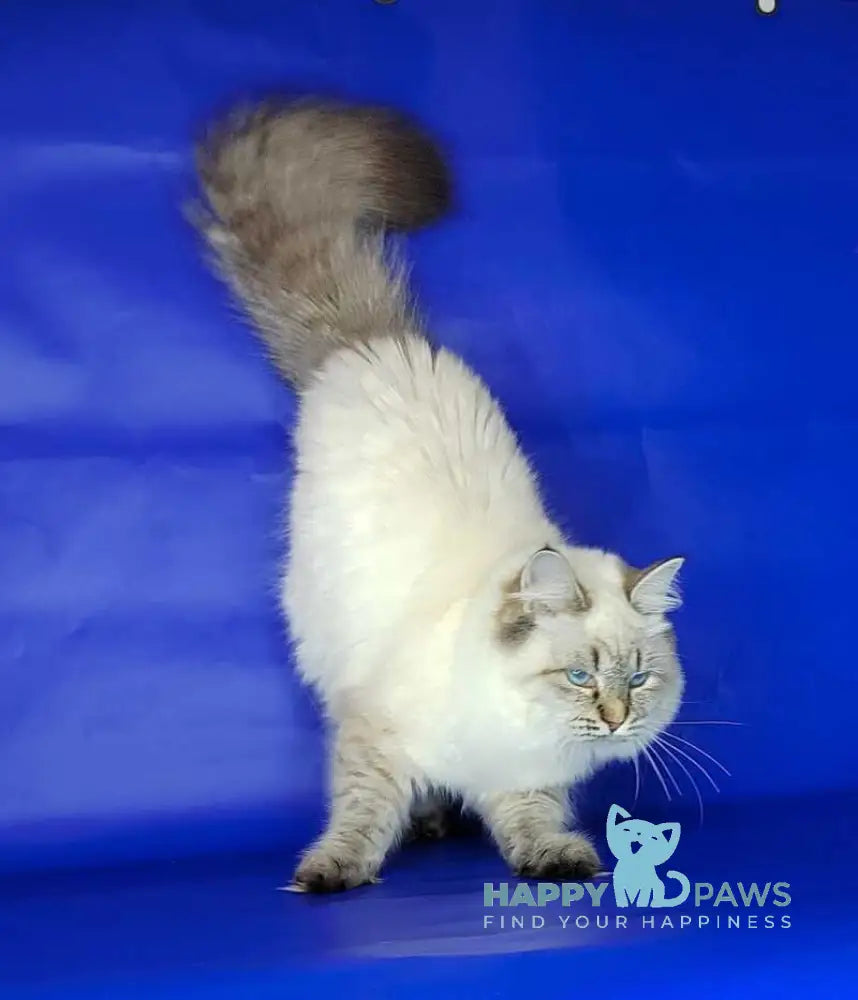 Eva Siberian female black tabby pointed live animals