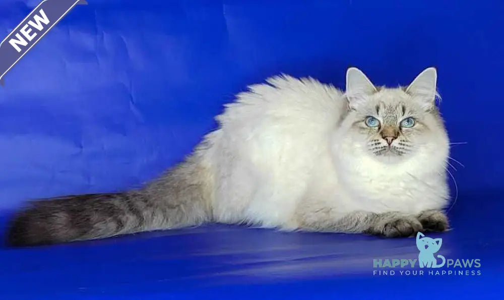 Eva Siberian female black tabby pointed live animals