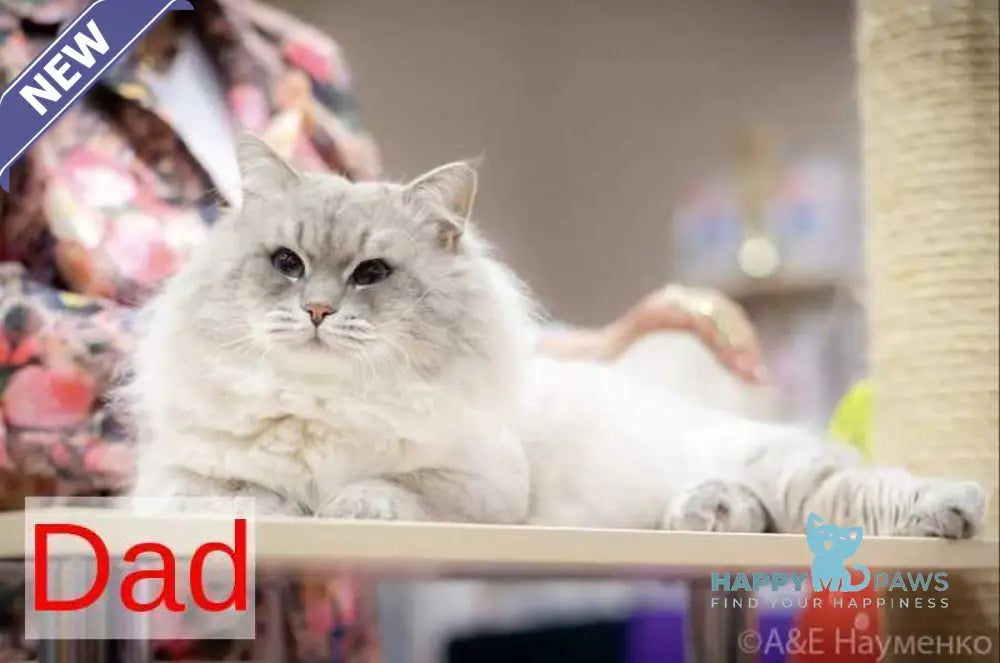 Eva Siberian female black tabby pointed live animals