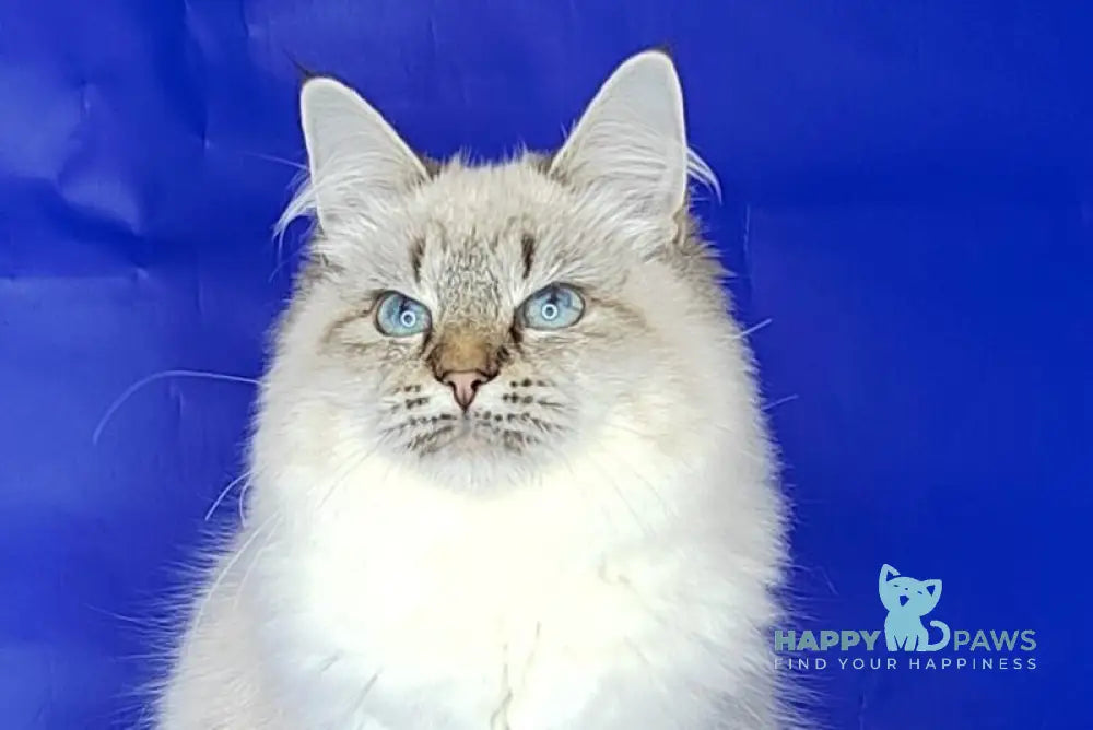 Eva Siberian female black tabby pointed live animals