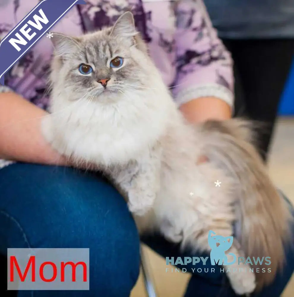 Eva Siberian female black tabby pointed live animals