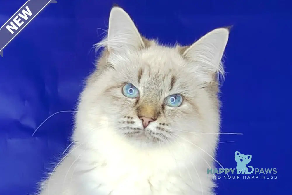 Eva Siberian female black tabby pointed live animals