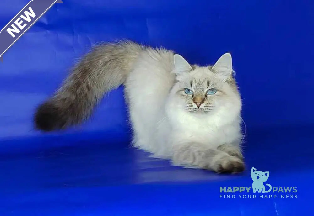 Eva Siberian female black tabby pointed live animals