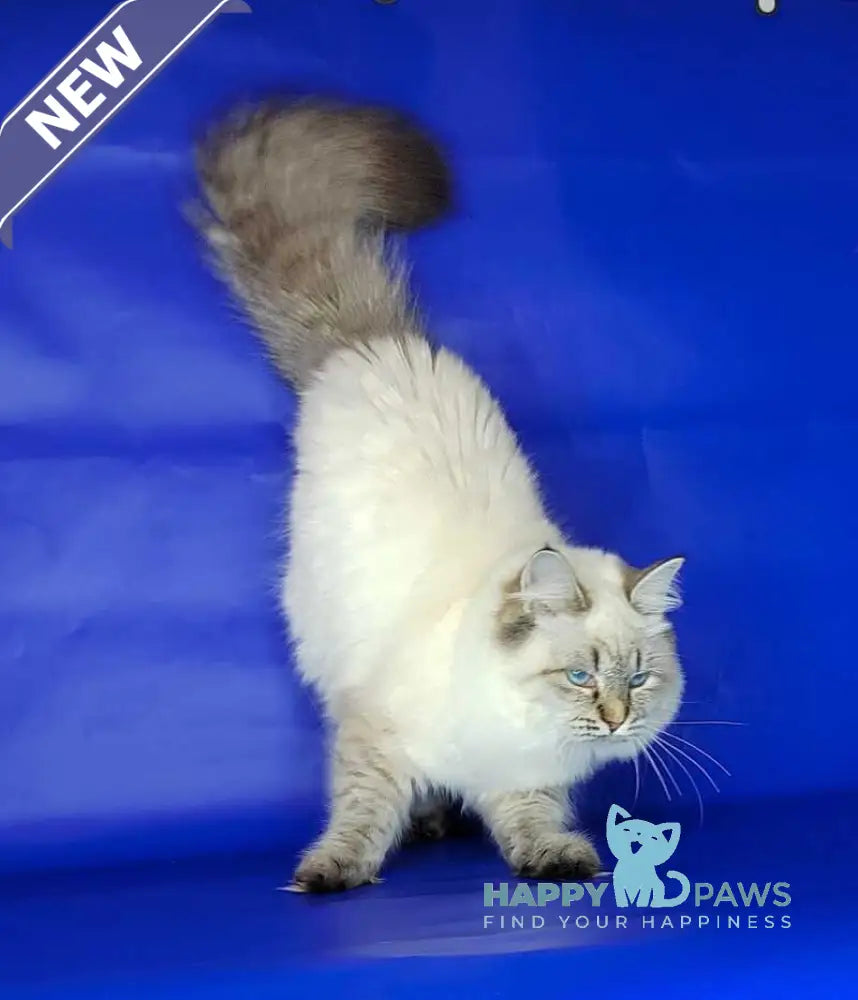 Eva Siberian female black tabby pointed live animals