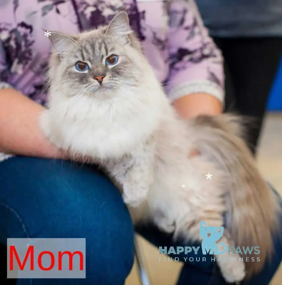 Eva Siberian female black tabby pointed live animals