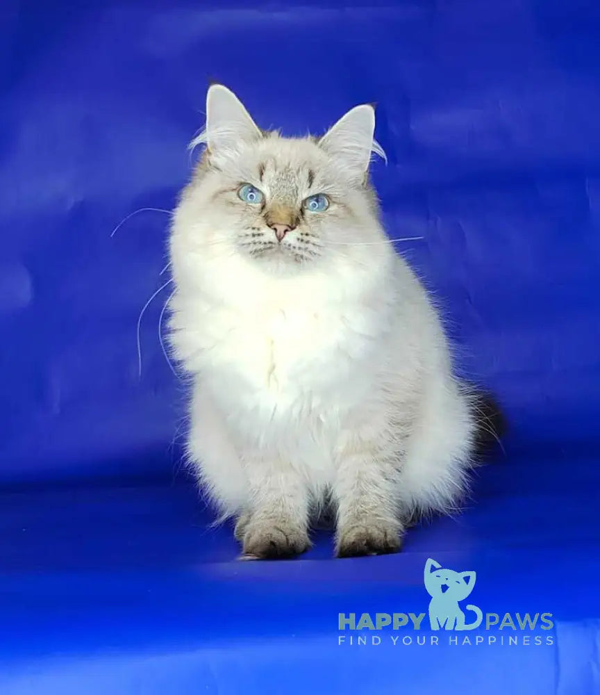 Eva Siberian female black tabby pointed live animals