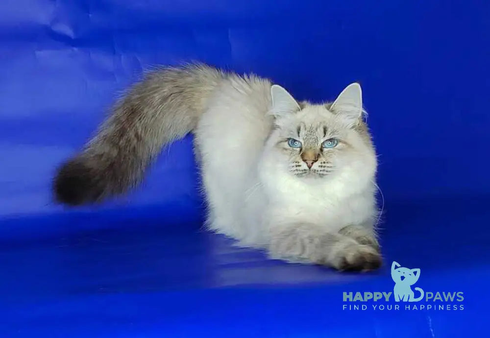 Eva Siberian female black tabby pointed live animals