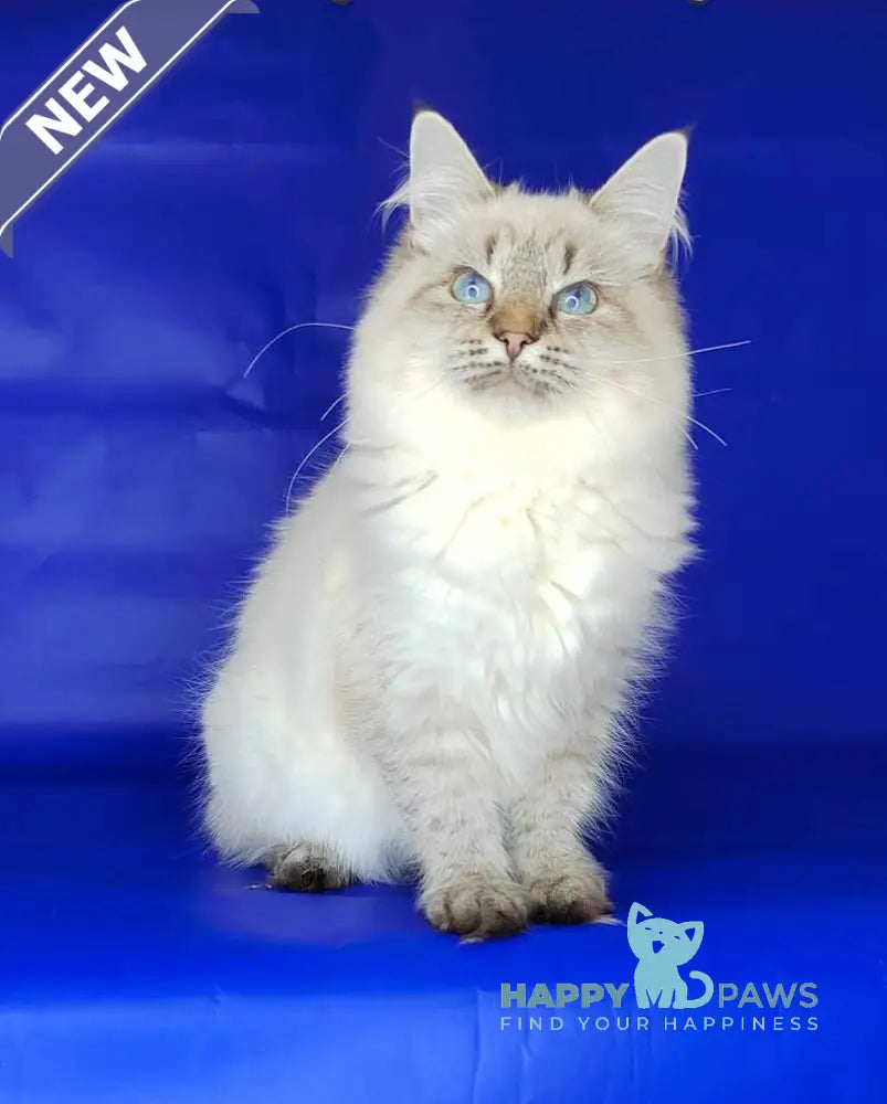 Eva Siberian female black tabby pointed live animals