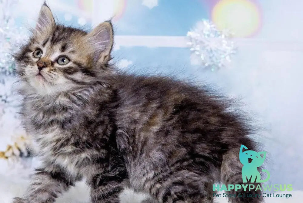 Eva Siberian female black tortie spotted tabby live animals