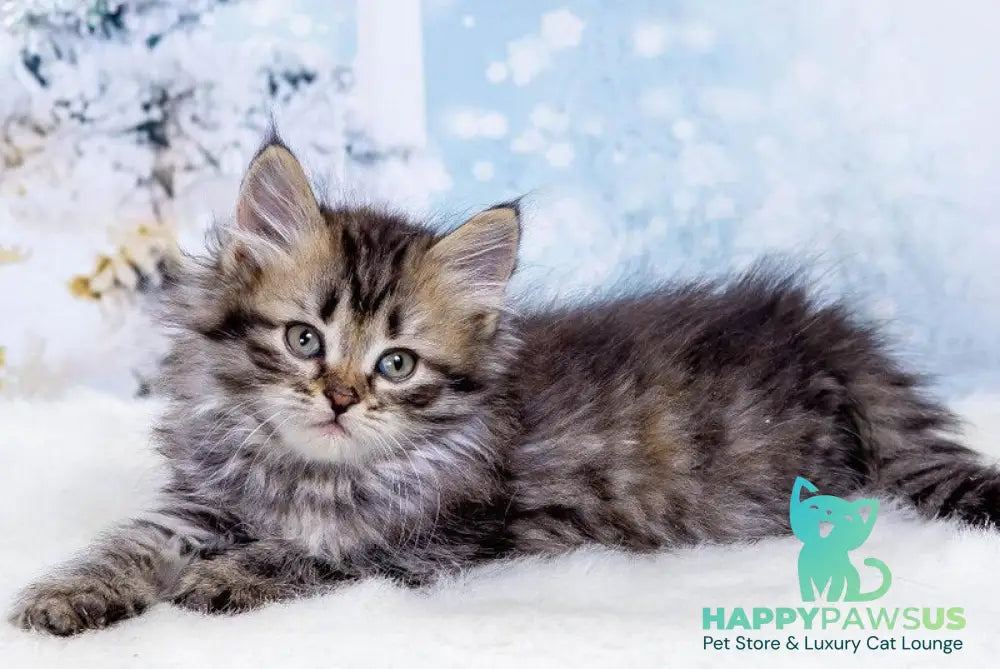 Eva Siberian female black tortie spotted tabby live animals