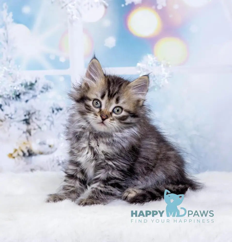 Eva Siberian female black tortie spotted tabby live animals