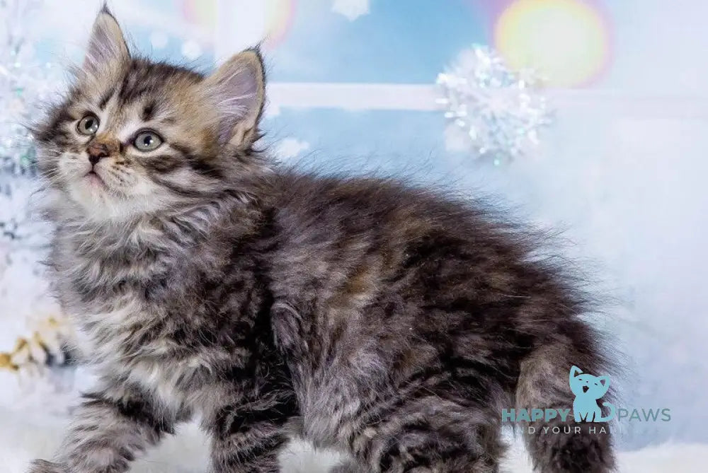 Eva Siberian female black tortie spotted tabby live animals