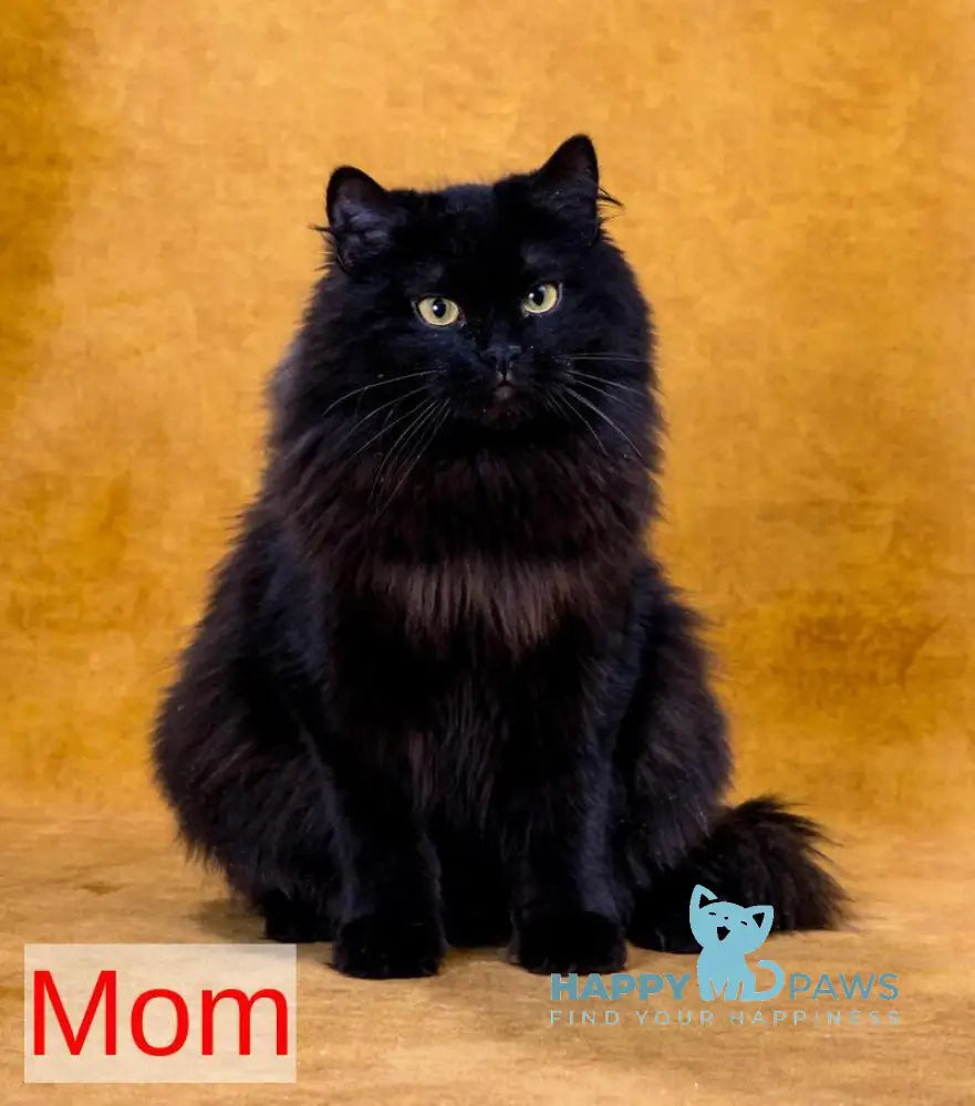 Eva Siberian female black tortie spotted tabby live animals