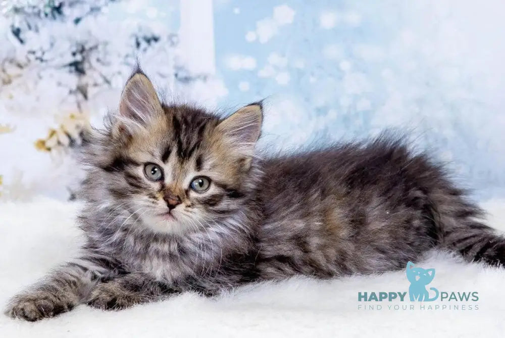 Eva Siberian female black tortie spotted tabby live animals