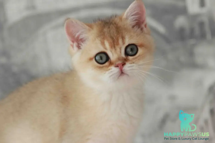 Evan British Shorthair male black golden shaded - live animals