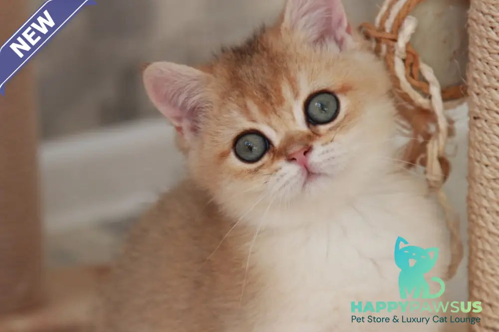 Evan British Shorthair male black golden shaded - live animals