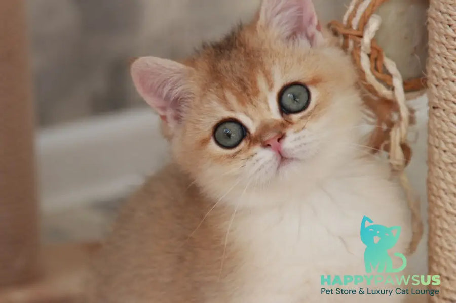 Evan British Shorthair male black golden shaded - live animals