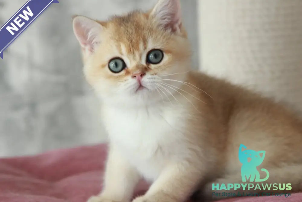 Evan British Shorthair male black golden shaded - live animals