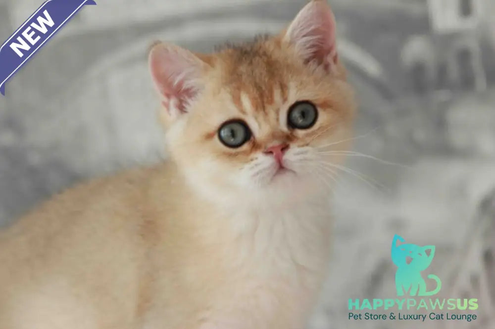 Evan British Shorthair male black golden shaded - live animals