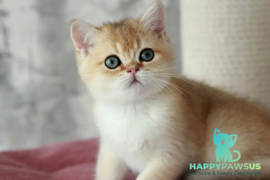 Evan British Shorthair male black golden shaded - live animals