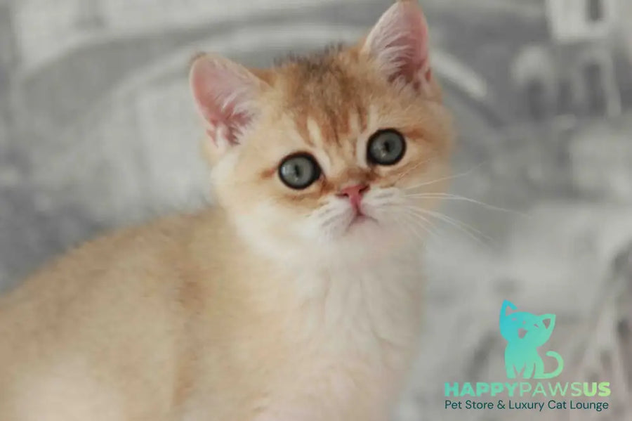 Evan British Shorthair male black golden shaded - live animals