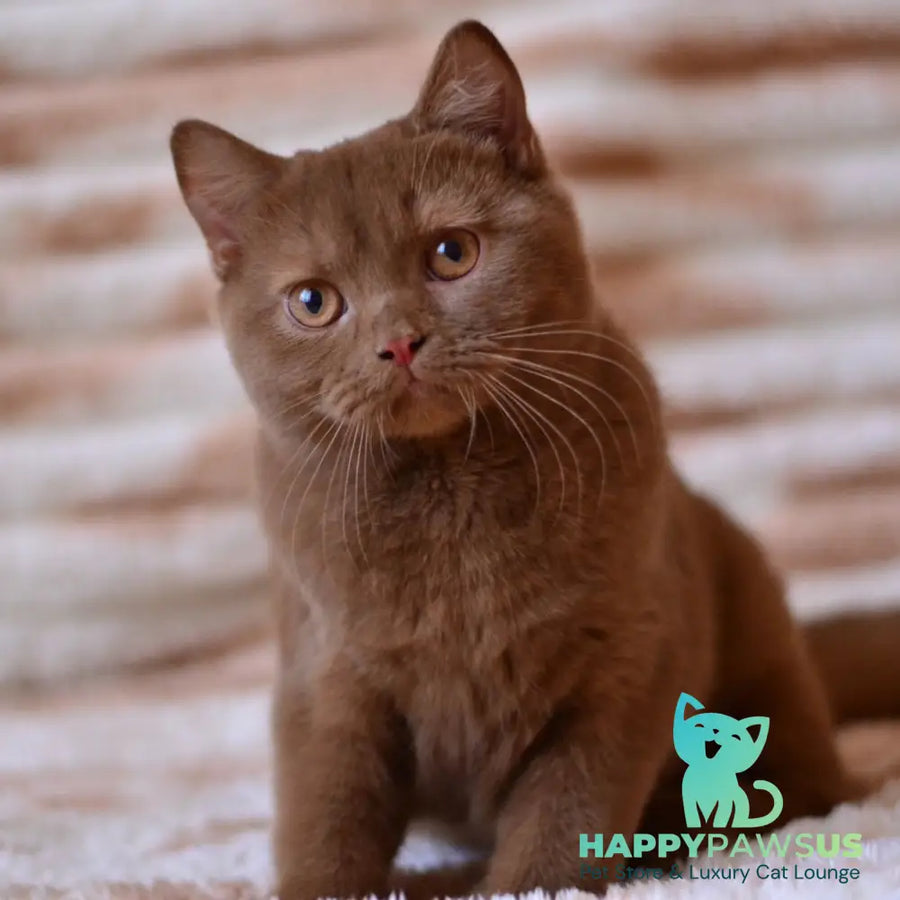 Evan British Shorthair male cinnamon - live animals