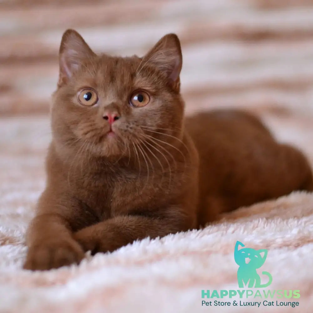 Evan British Shorthair male cinnamon - live animals