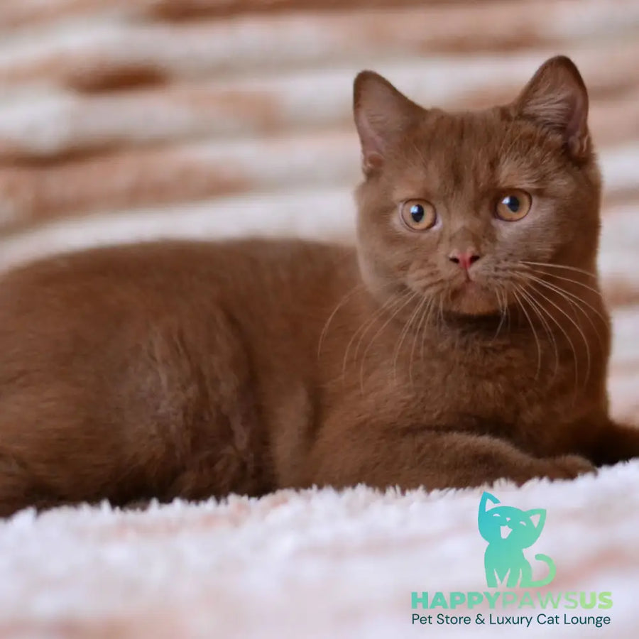 Evan British Shorthair male cinnamon - live animals