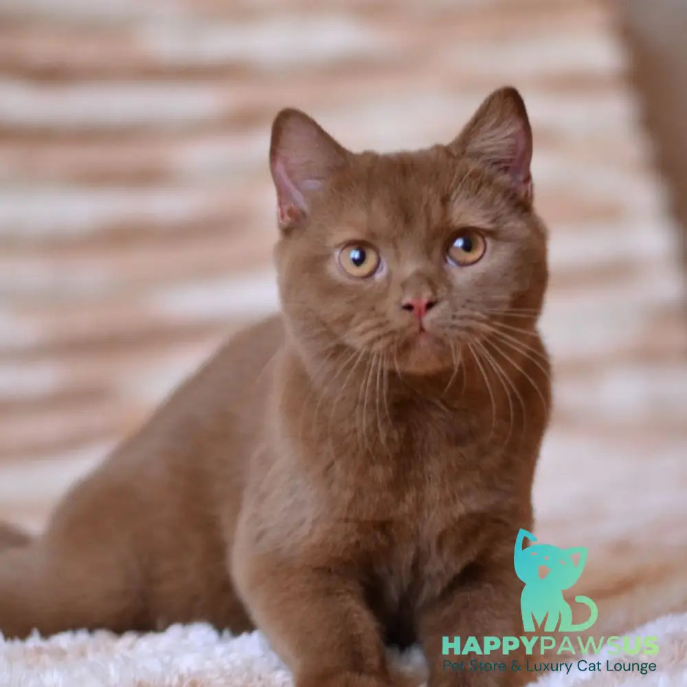 Evan British Shorthair male cinnamon - live animals