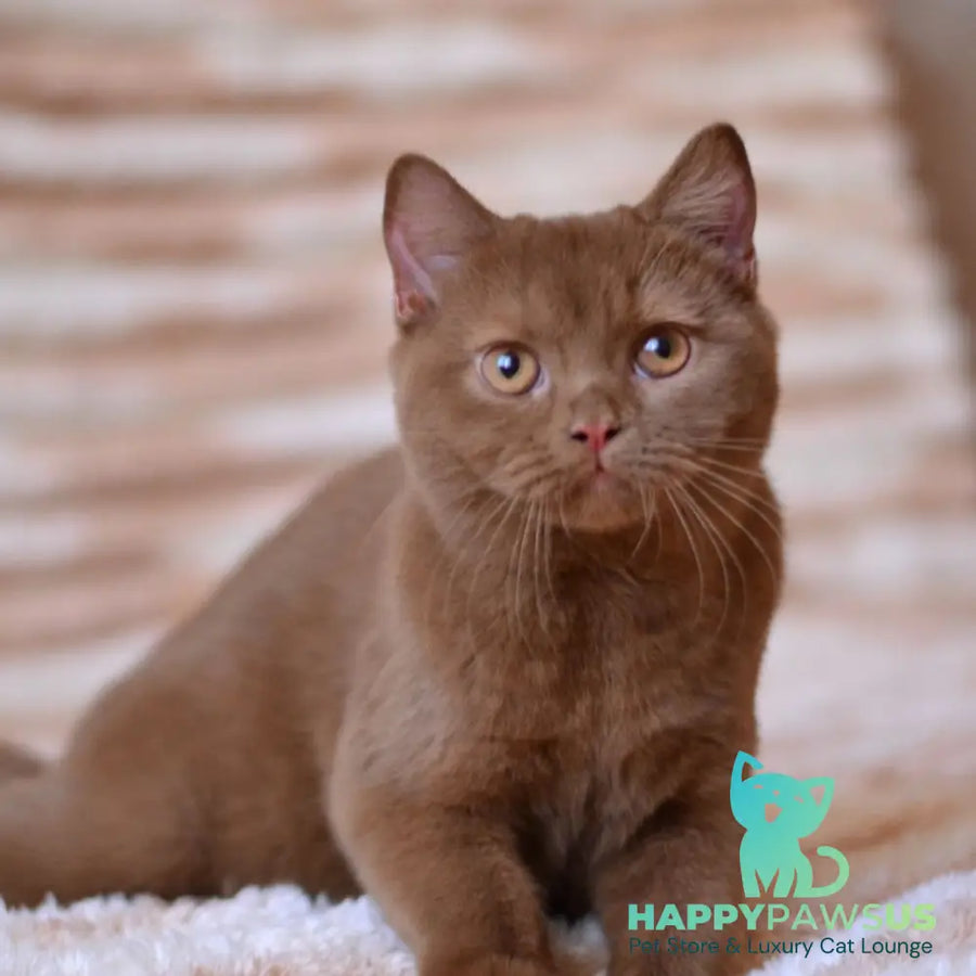 Evan British Shorthair male cinnamon - live animals