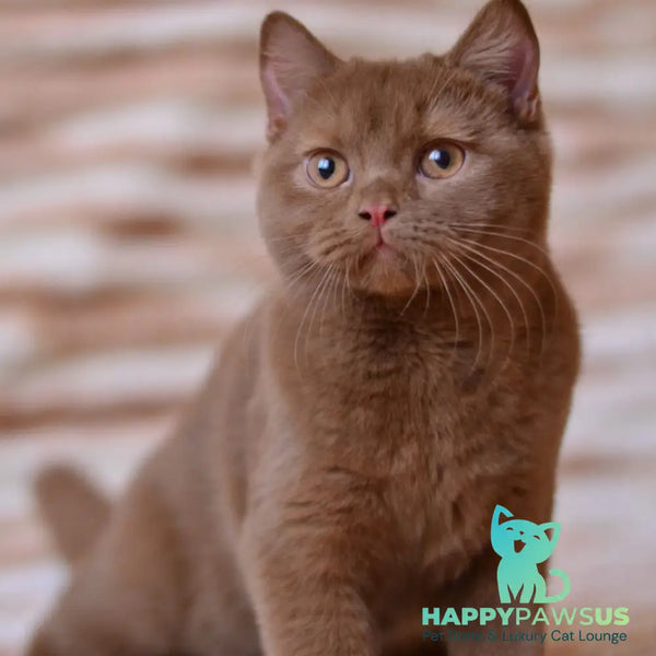 Evan British Shorthair male cinnamon - live animals