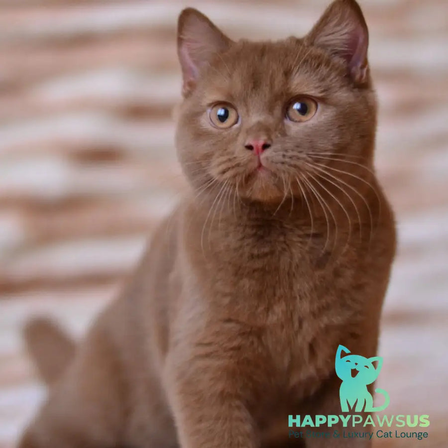 Evan British Shorthair male cinnamon - live animals