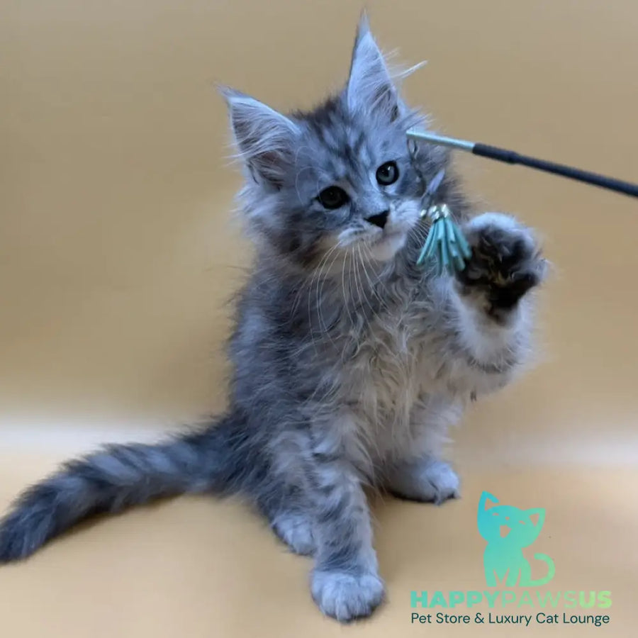 Evan Maine Coon male black silver tabby - live animals