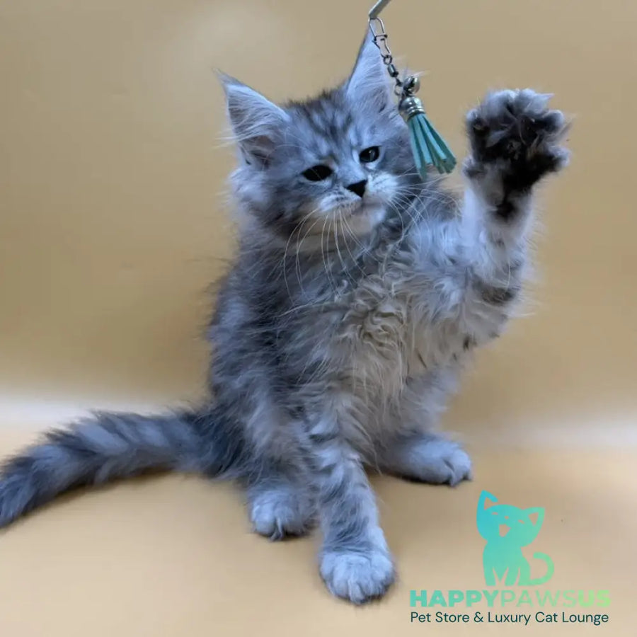 Evan Maine Coon male black silver tabby - live animals