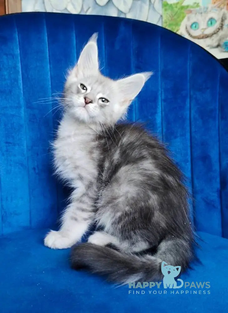 Evan Maine Coon male black silver tabby live animals