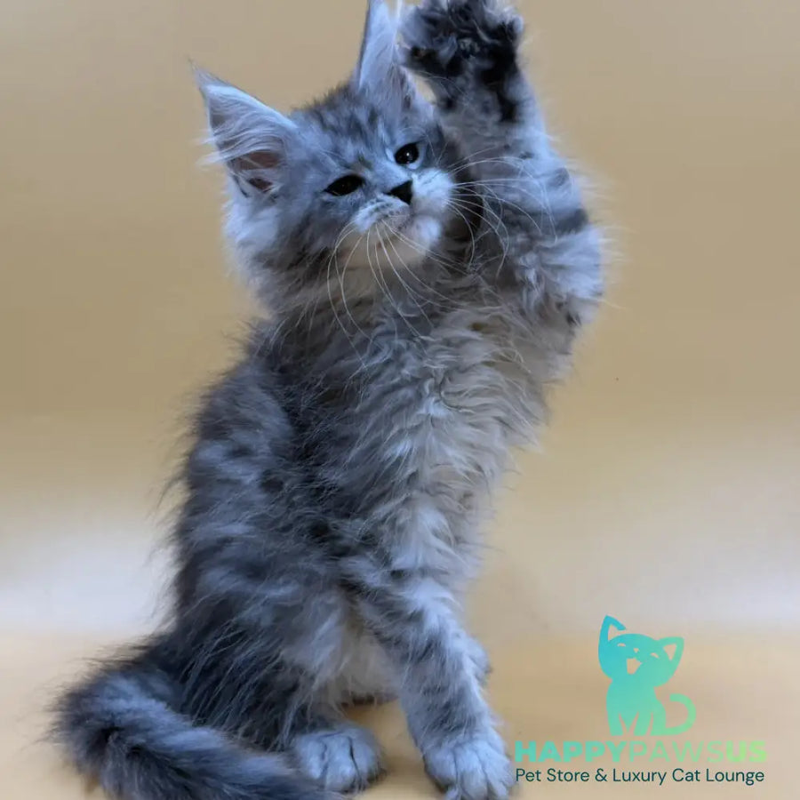 Evan Maine Coon male black silver tabby - live animals