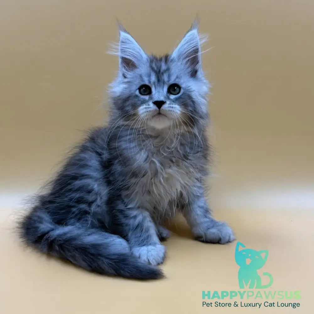 Evan Maine Coon male black silver tabby - live animals