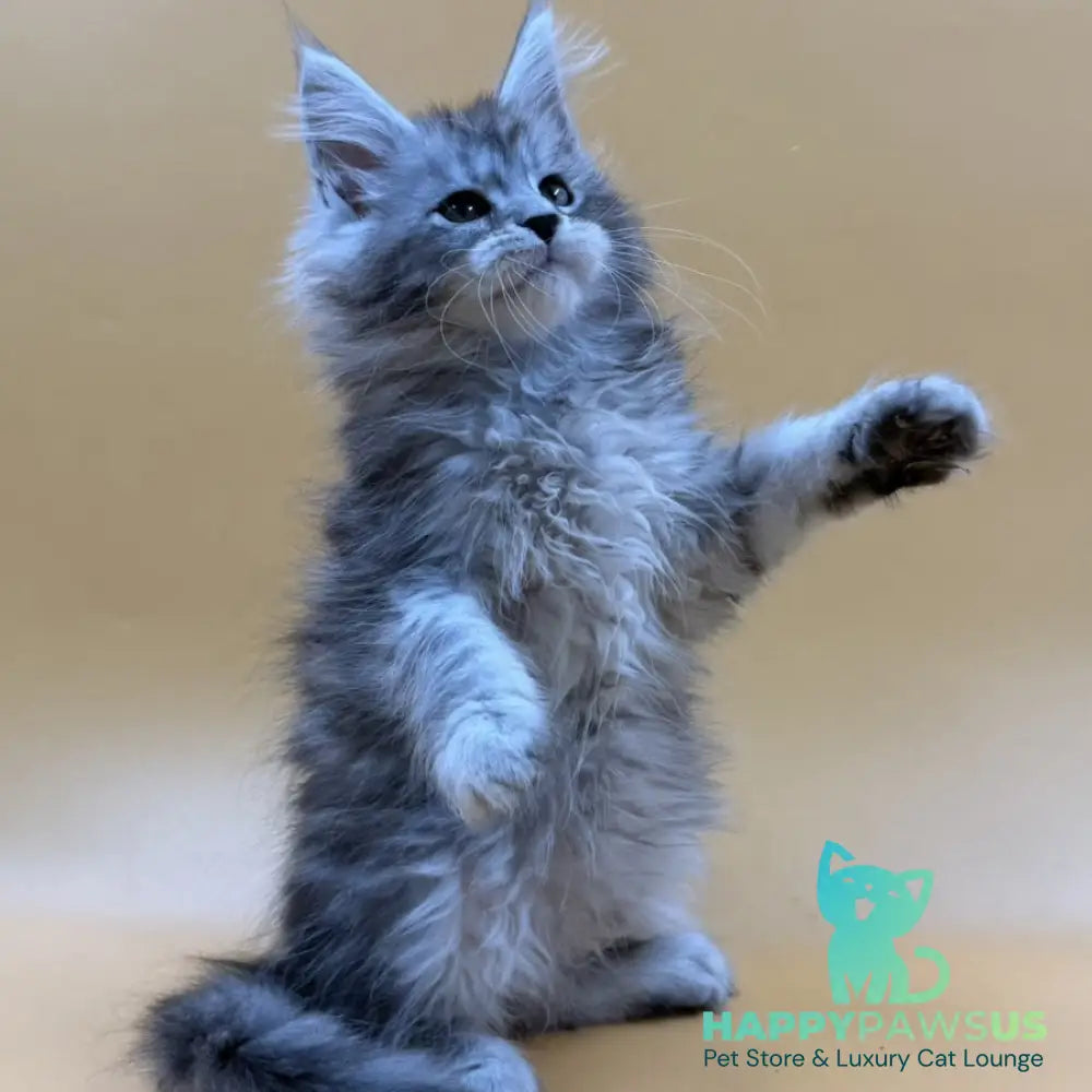 Evan Maine Coon male black silver tabby - live animals