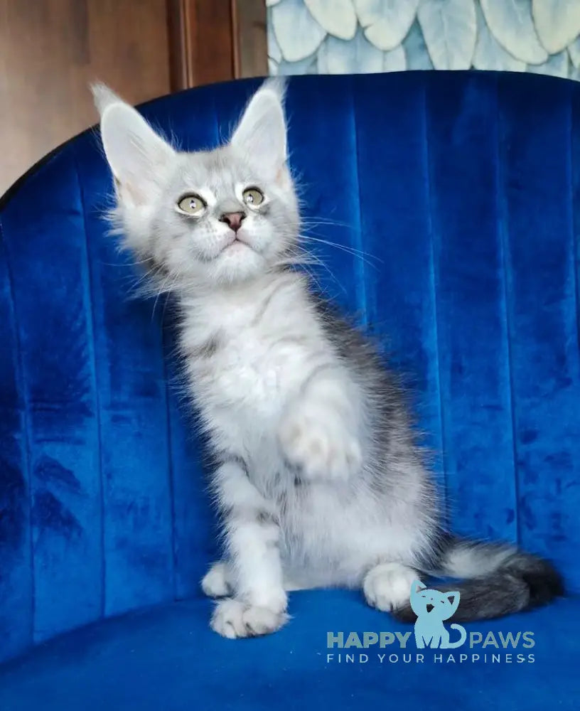 Evan Maine Coon male black silver tabby live animals