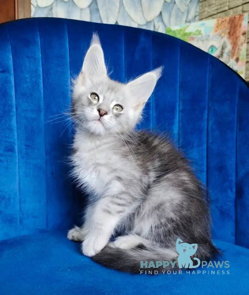 Evan Maine Coon male black silver tabby live animals