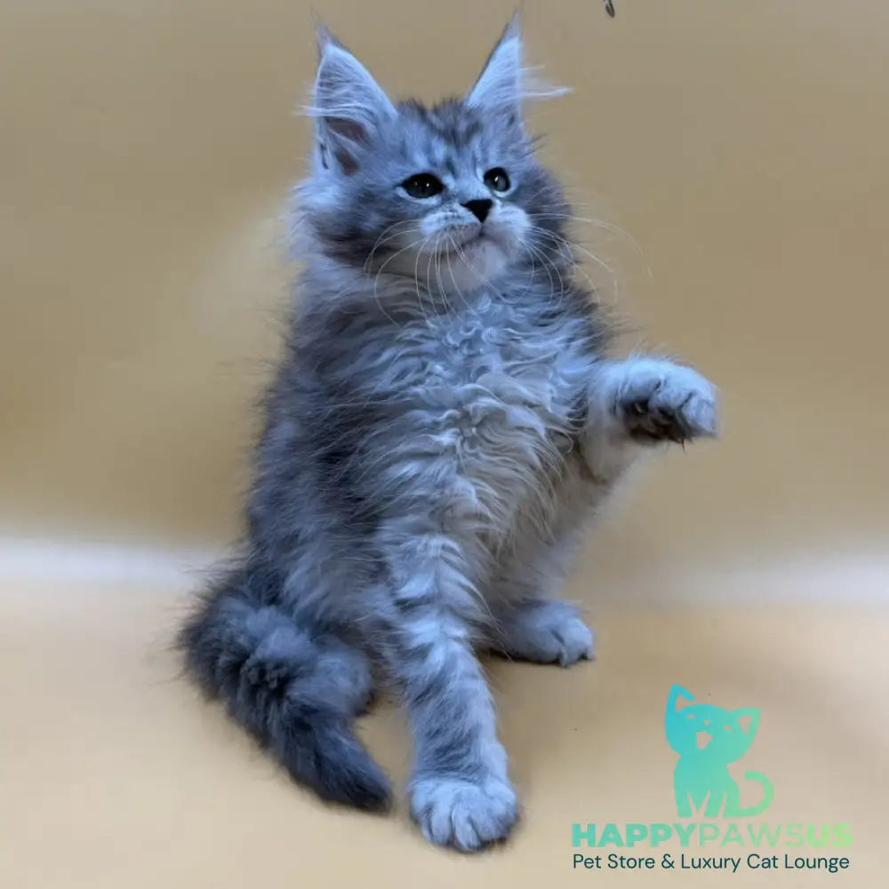 Evan Maine Coon male black silver tabby - live animals