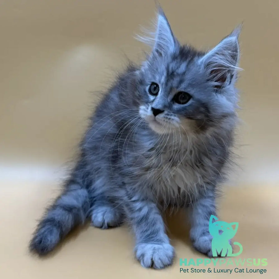 Evan Maine Coon male black silver tabby - live animals