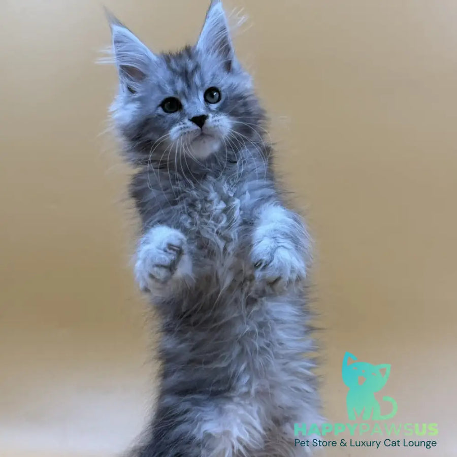 Evan Maine Coon male black silver tabby - live animals