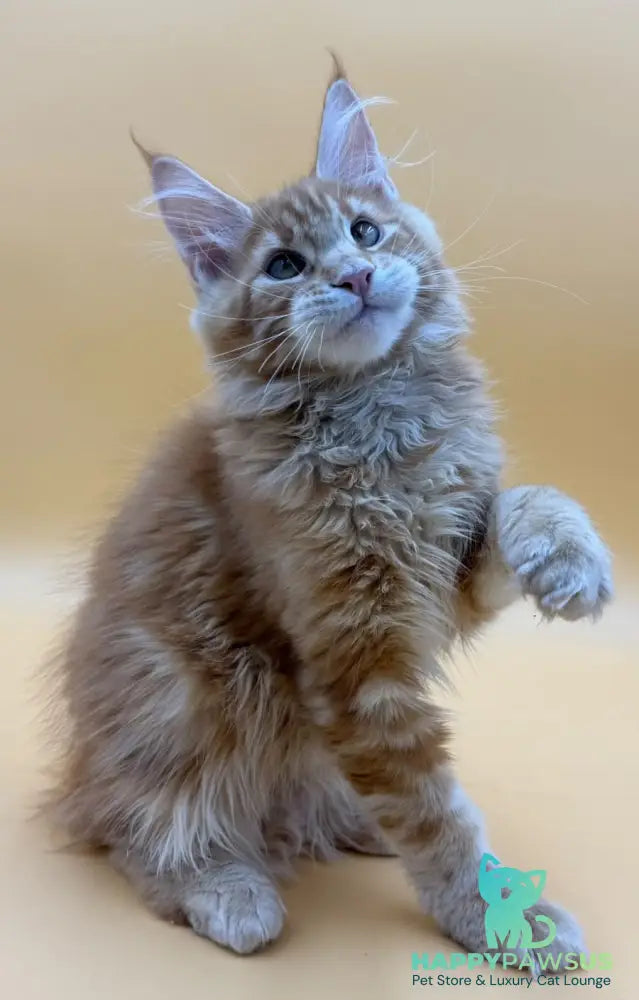 Evan Maine Coon male red tabby - live animals